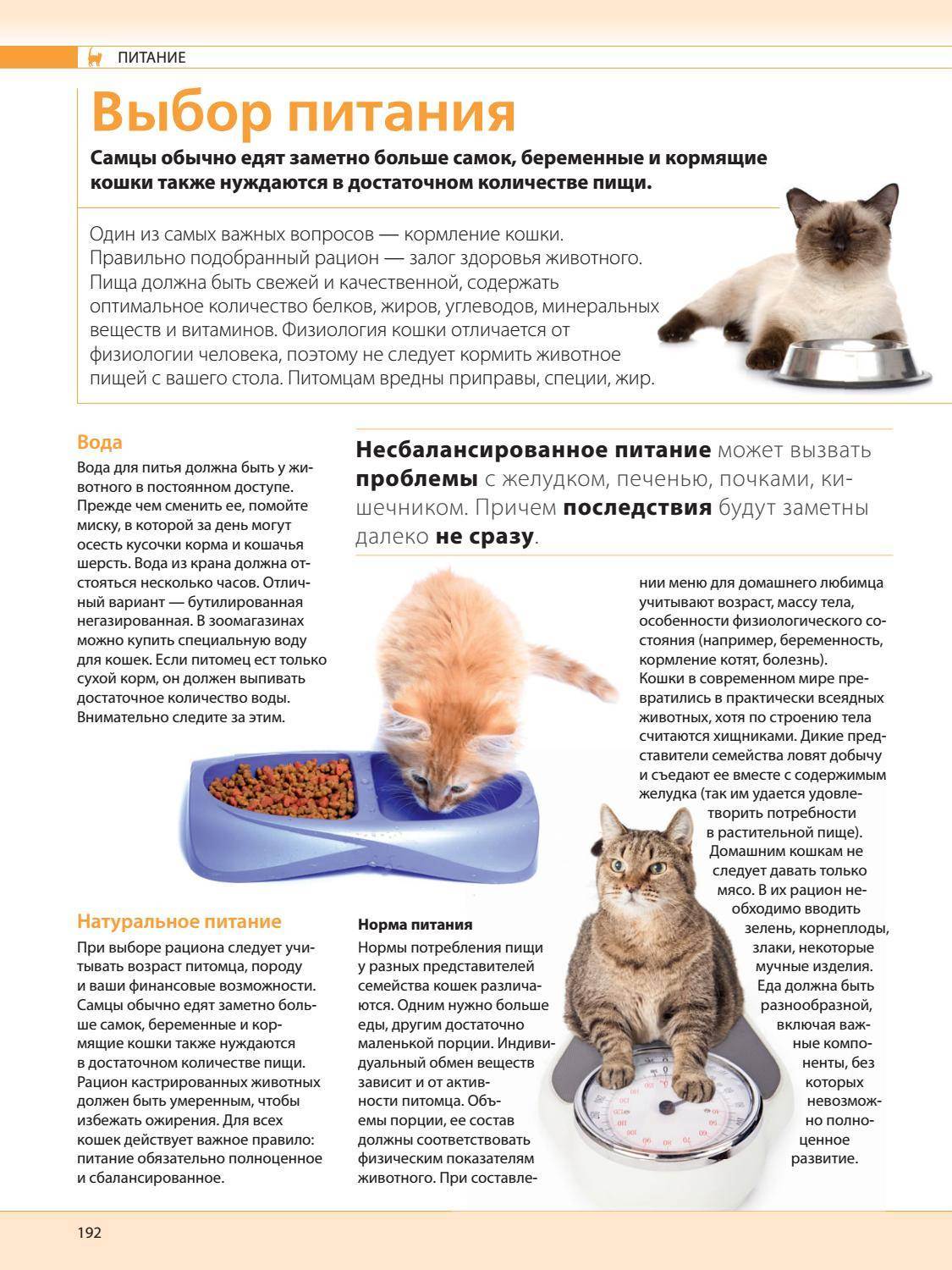 Как кормить кота натуральной едой: готовим коту сами