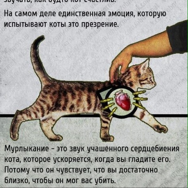 Кот или кошка шипит на хозяина - что делать?