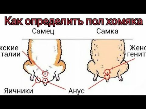 Как определить пол хомячка – различаем мальчиков и девочек