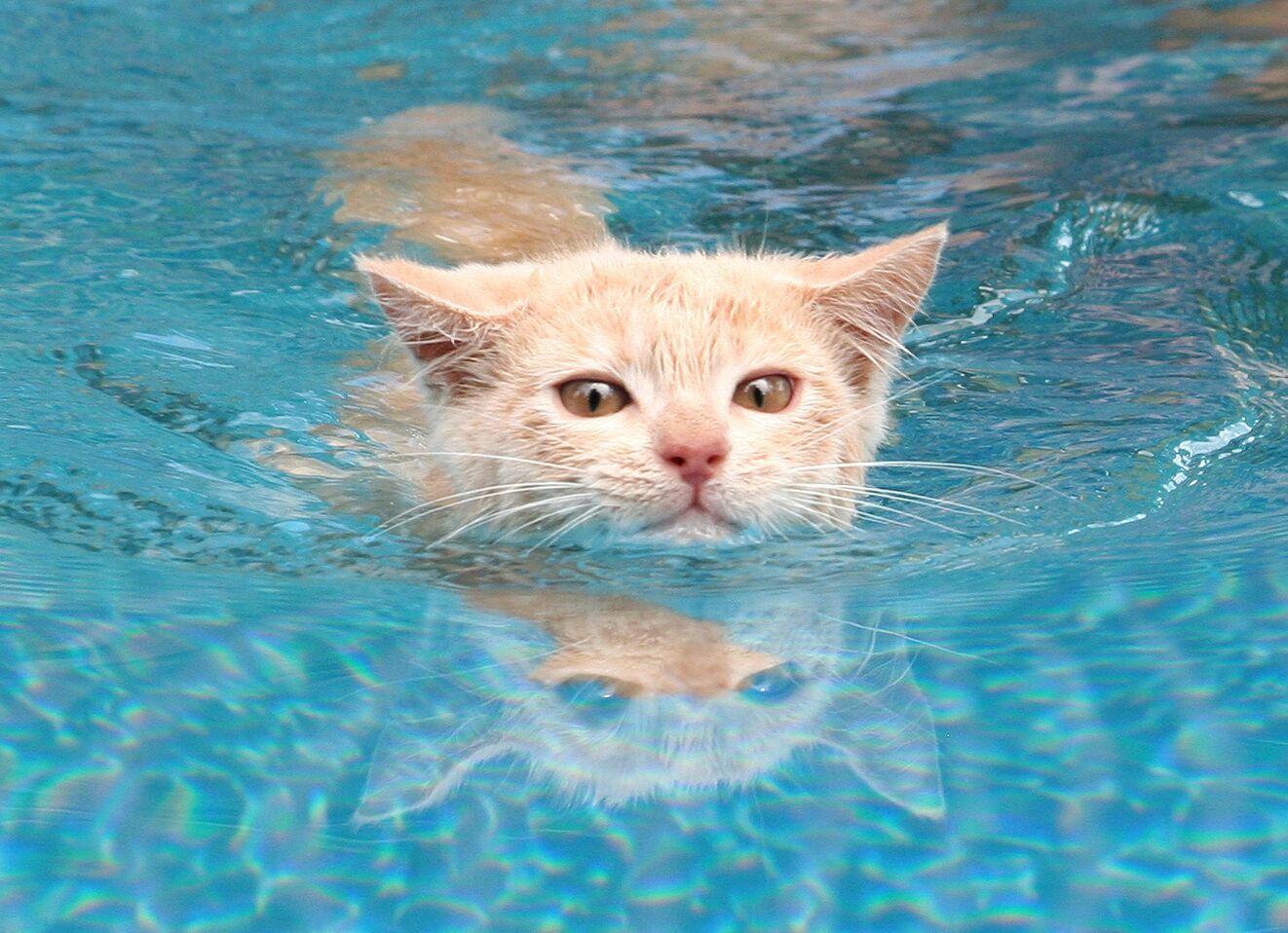 Купание котенка. Кот плывет. Кошка плавает. Котик в бассейне. Кошка в воде.