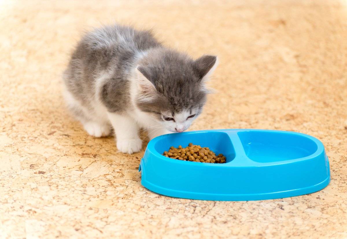 Когда котята начинают есть самостоятельно и как приучить их к блюдцу
