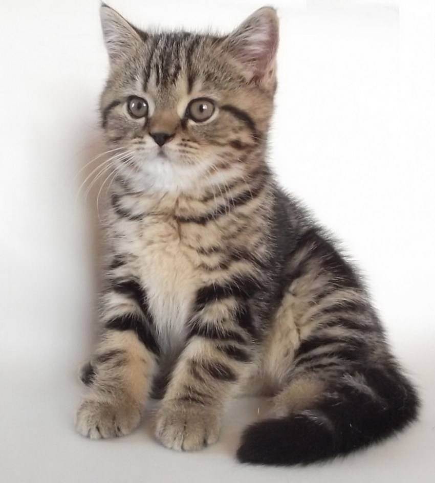 Британская кошка – красотка из рекламы «вискас»