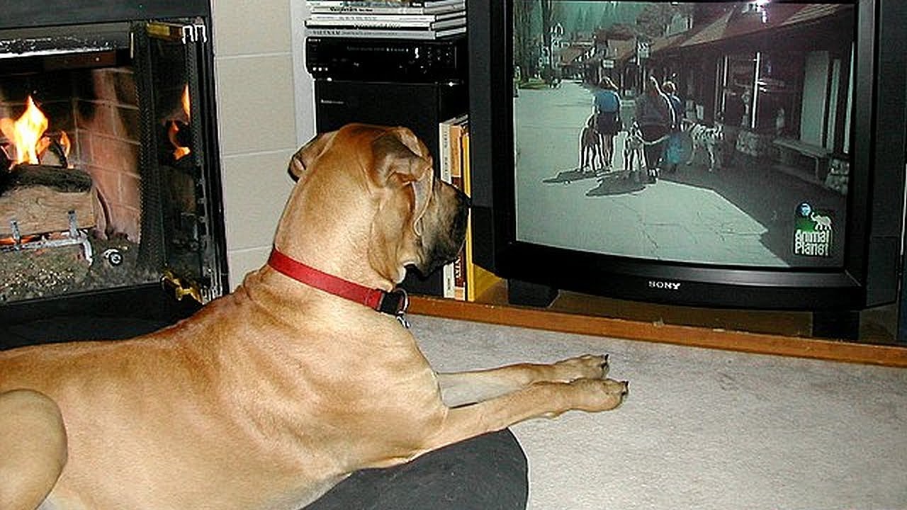 Собаки смотрят телевизор. Собака и телевизор. Дог ТВ. Животные смотрят телевизор. Дог ТВ Телеканал для собак.