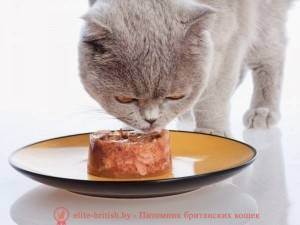 Чем кормить британского котенка