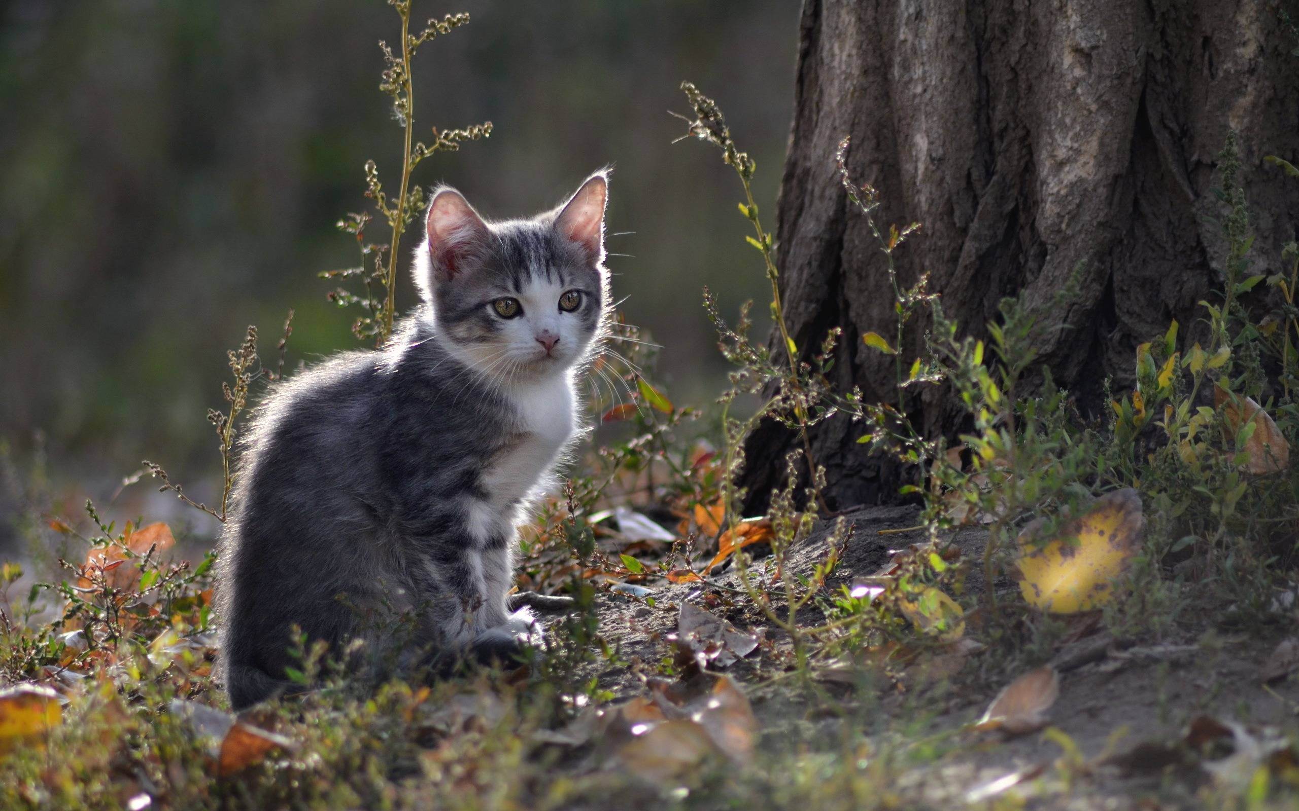 Иксодовые клещи у кошек: чем опасны, как распознать заражение