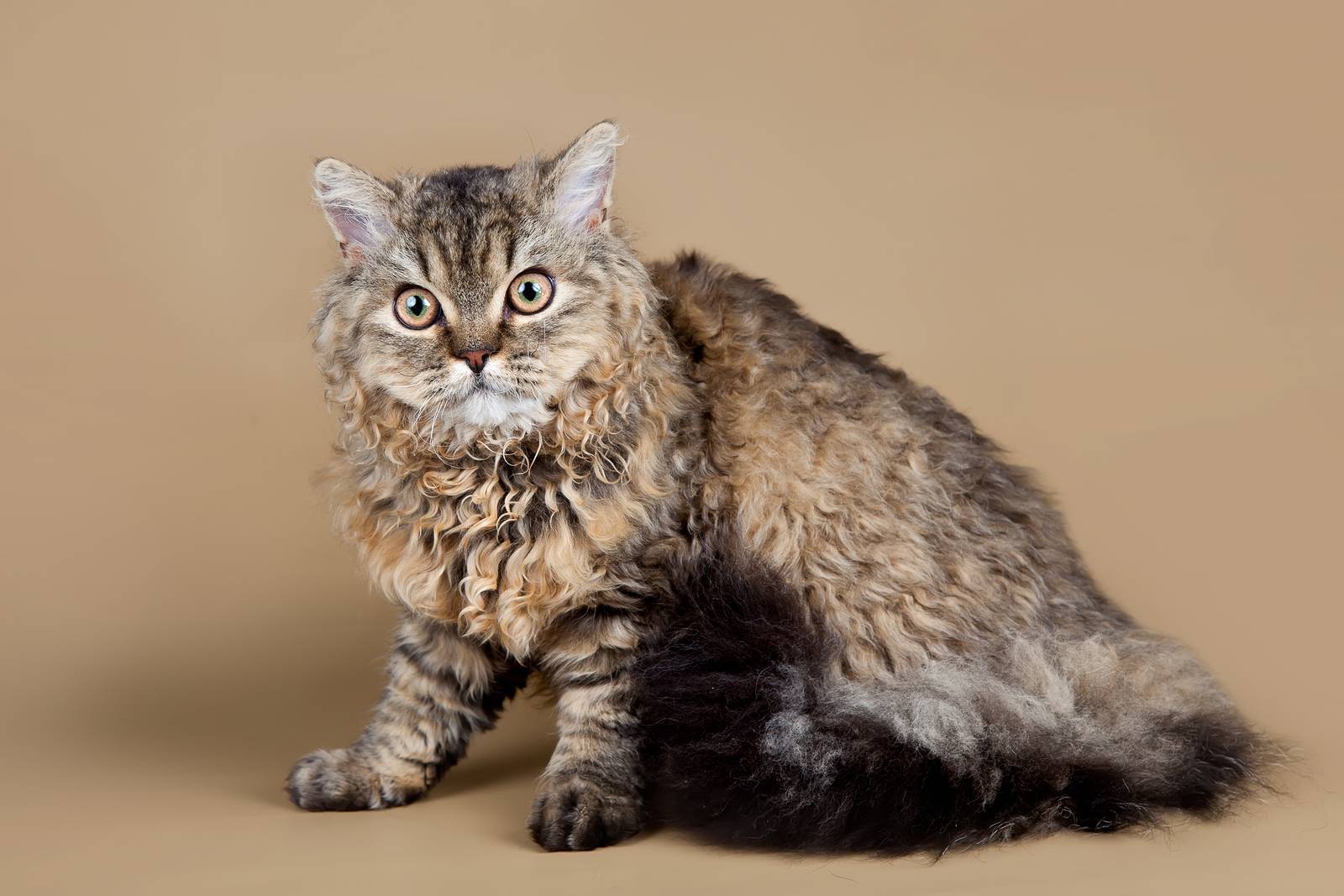 Кудрявые породы кошек, их названия и фотографии