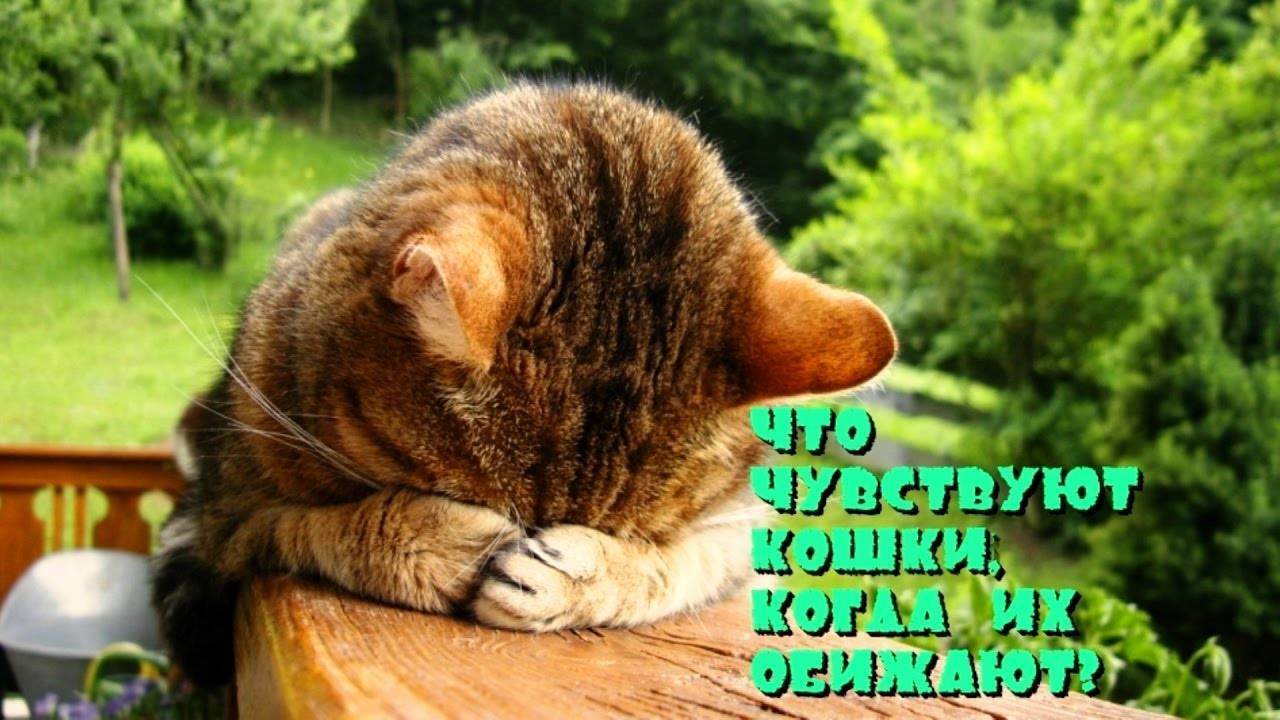 Что делать, если ваш кот заболел? какие основные признаки и симптомы? как понять, что питомец заболел? причины? как оказать помощь в домашних условиях? когда нужно обратиться к ветеринару?