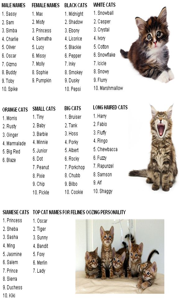 Оригинальные и прикольные клички кошек - список, интересные факты и отзывы