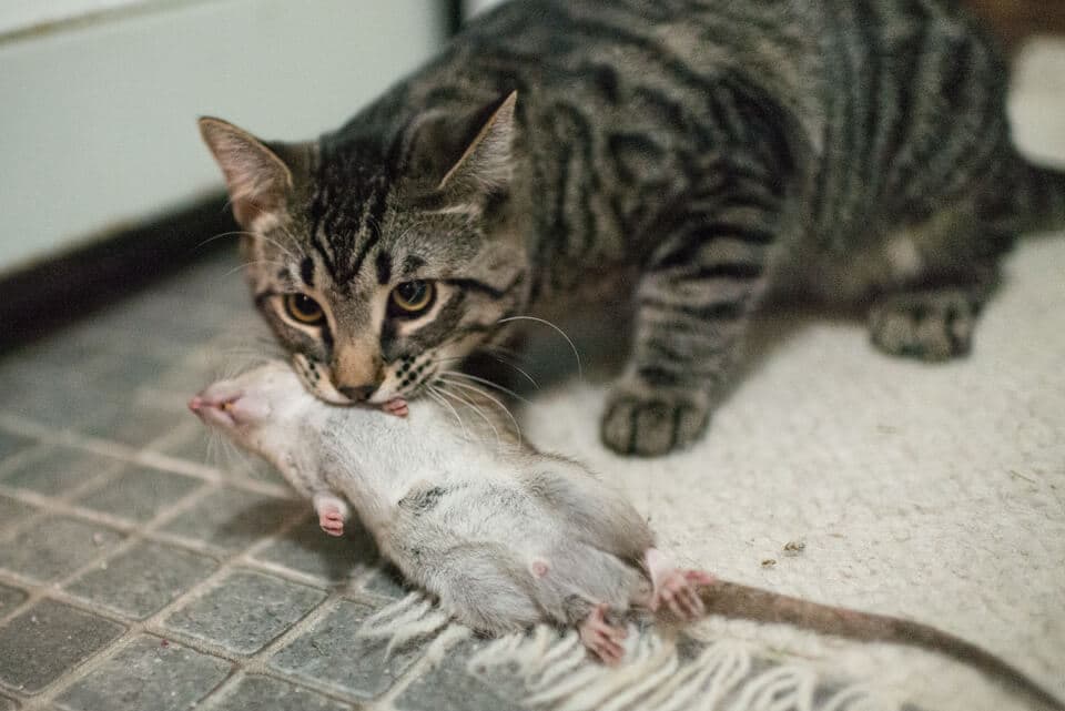 Кошки-крысоловы: что о них нужно знать?