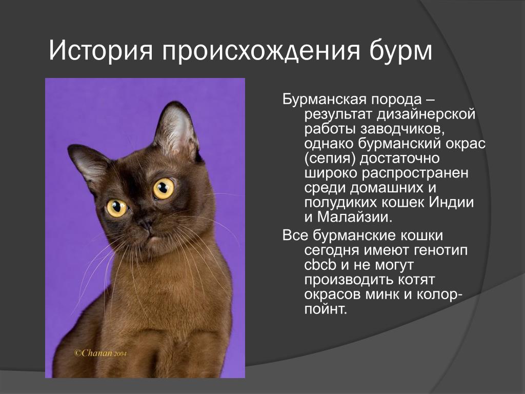 Порода корат кошка описание породы