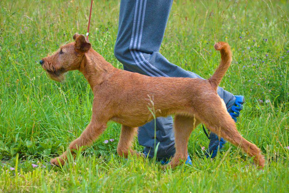 Ирландский терьер - dogsta.ru