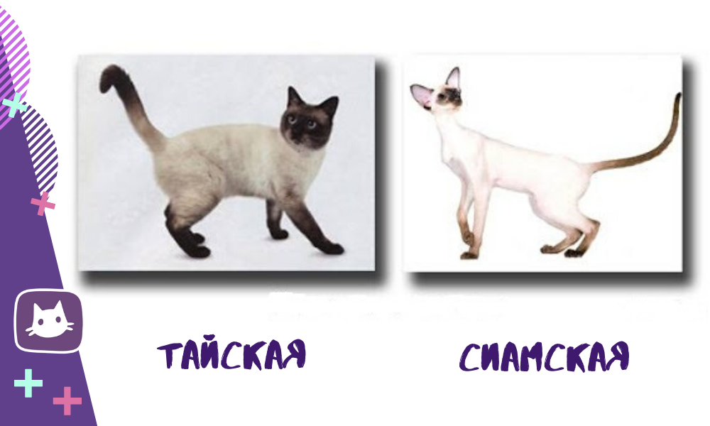 Тайская кошка: описание породы и характер, уход, кормление, достоинства - zoosecrets