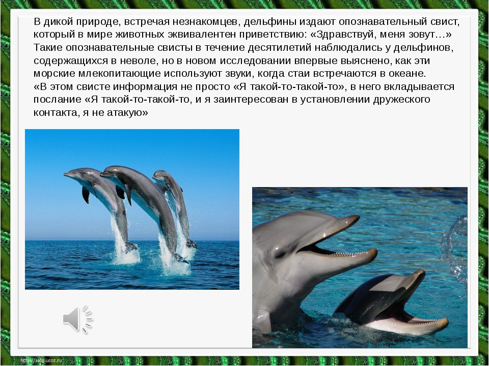Сообщение о дельфине - описание, характеристика и особенности поведения млекопитающего