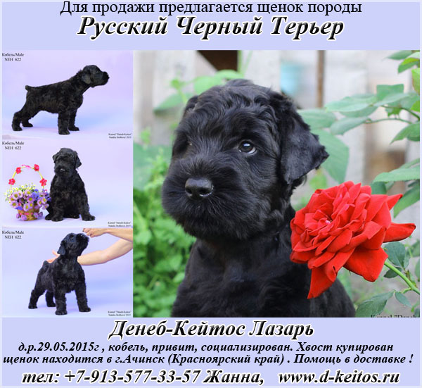 Русский черный терьер - фото, описание породы, видео, щенки | «дай лапу»