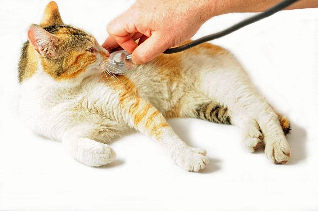 Гипертиреоз у кошек и собак: симптомы и лечение