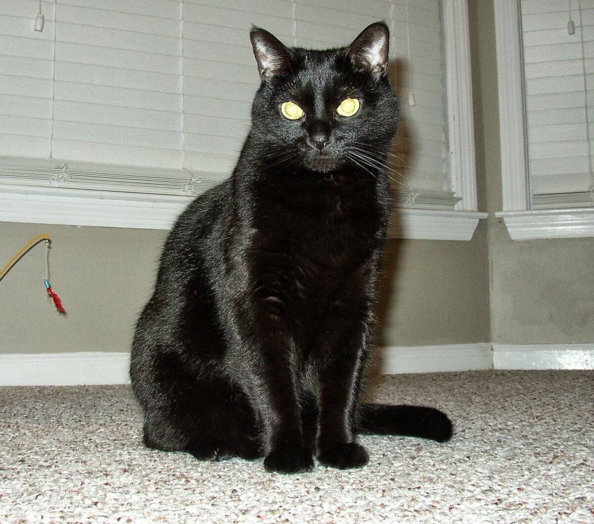 Черная кошка в доме - хорошо это или плохо: народные приметы