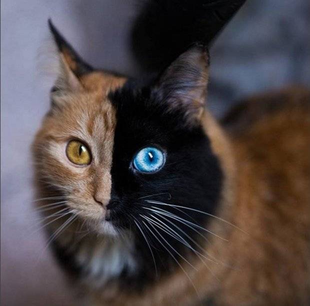 Как кошки меняют цвет. цвет глаз шотландских кошек. какое значение имеет цвет глаз