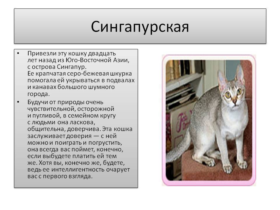 Сингапурская кошка: описание и характер породы, основы ухода, фото