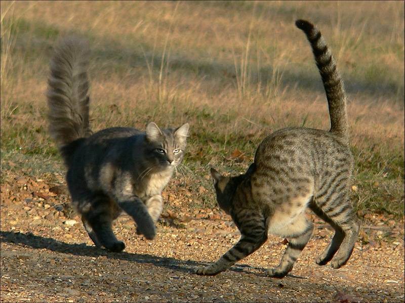 Почему кошка бегает за своим хвостом