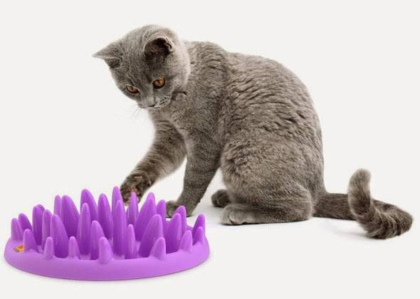 Какая миска лучше для кошки – тип, материал, форма, размер