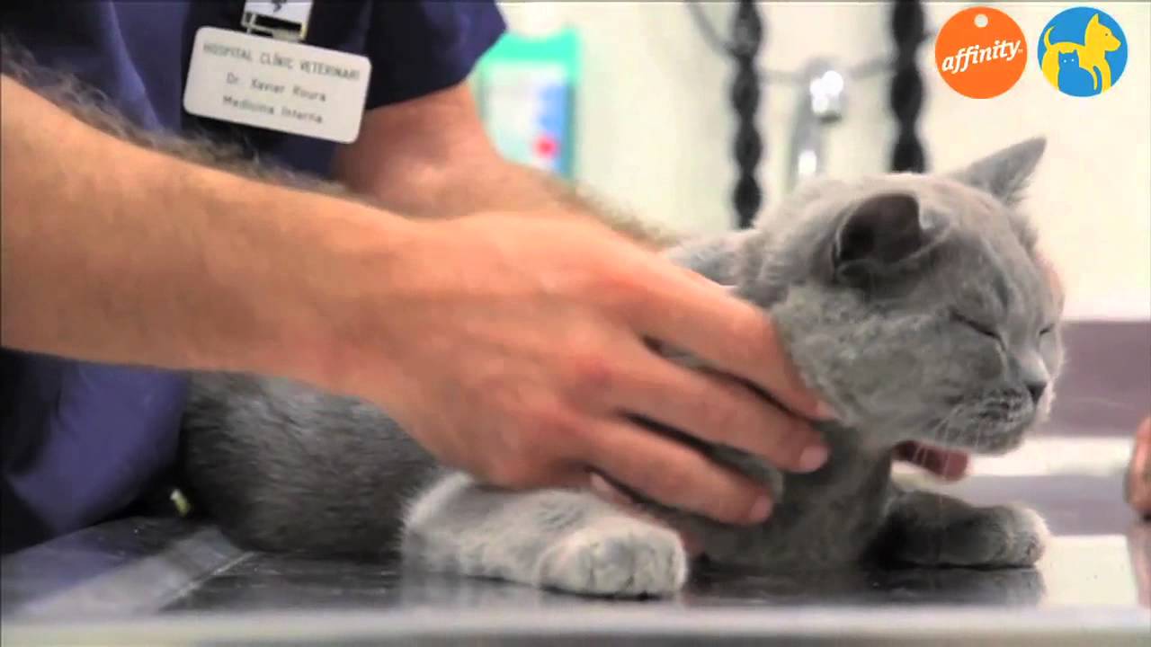 Прививка от токсоплазмоза для кошек: как делают