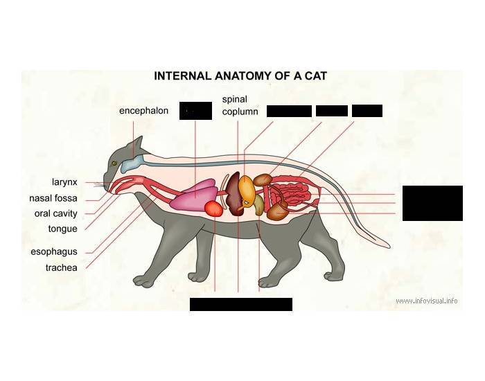 Основные причины, симптомы, лечение и первая помощь при сердечном приступе у кошек