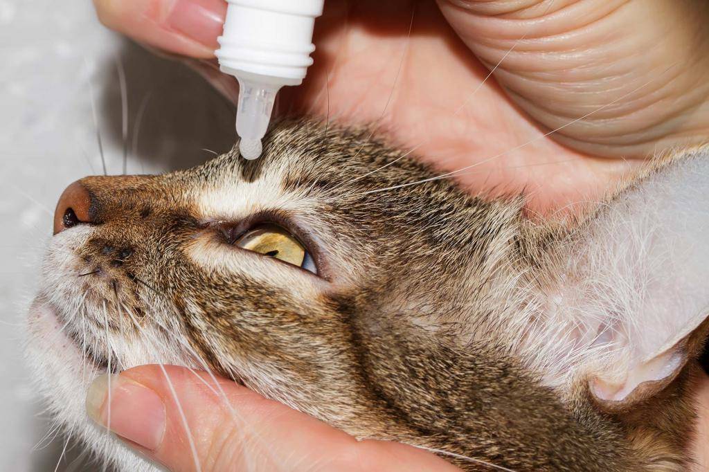 Причины воспаления глаз у котёнка и варианты средств для промывания