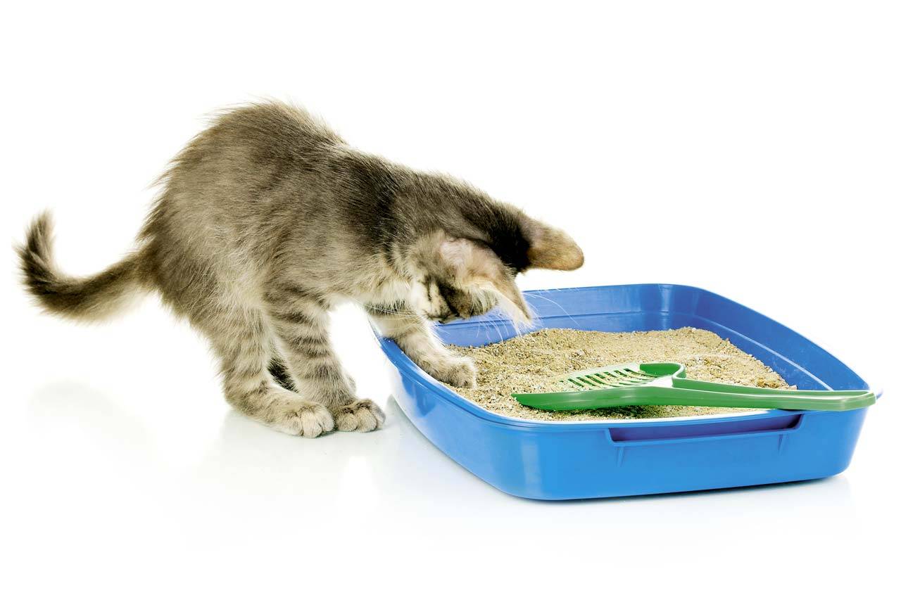 Как приучить котенка к лотку в квартире за 1 день: простые советы | звери дома