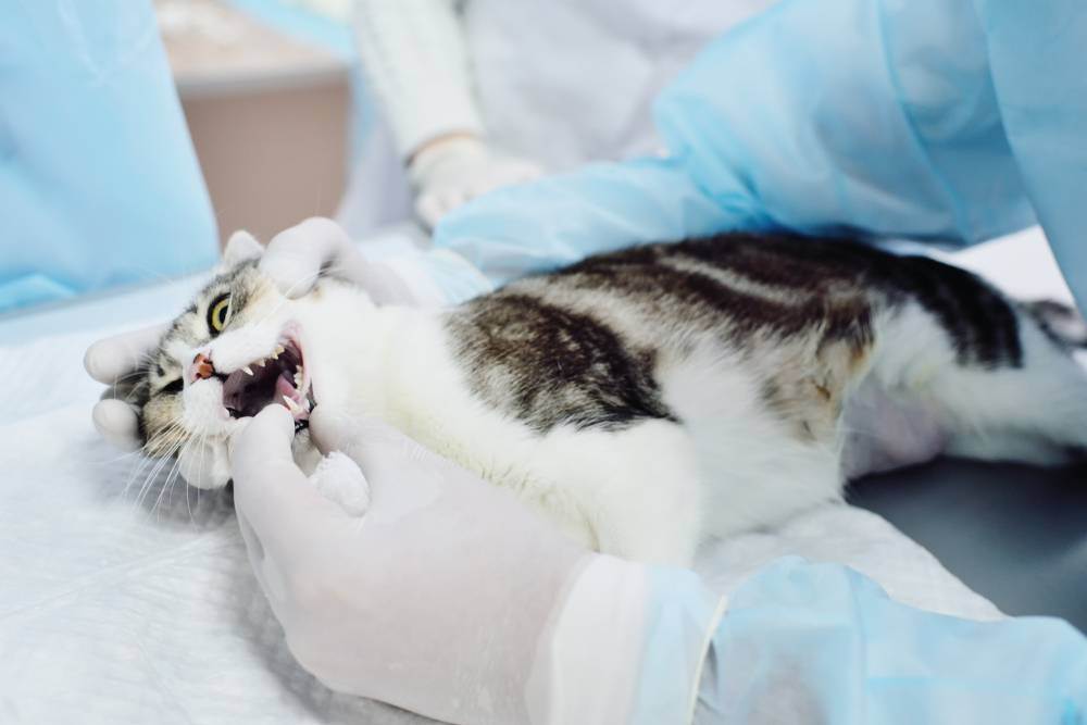Зубной камень у кошек и котов - симптомы, лечение, препараты, причины появления | наши лучшие друзья