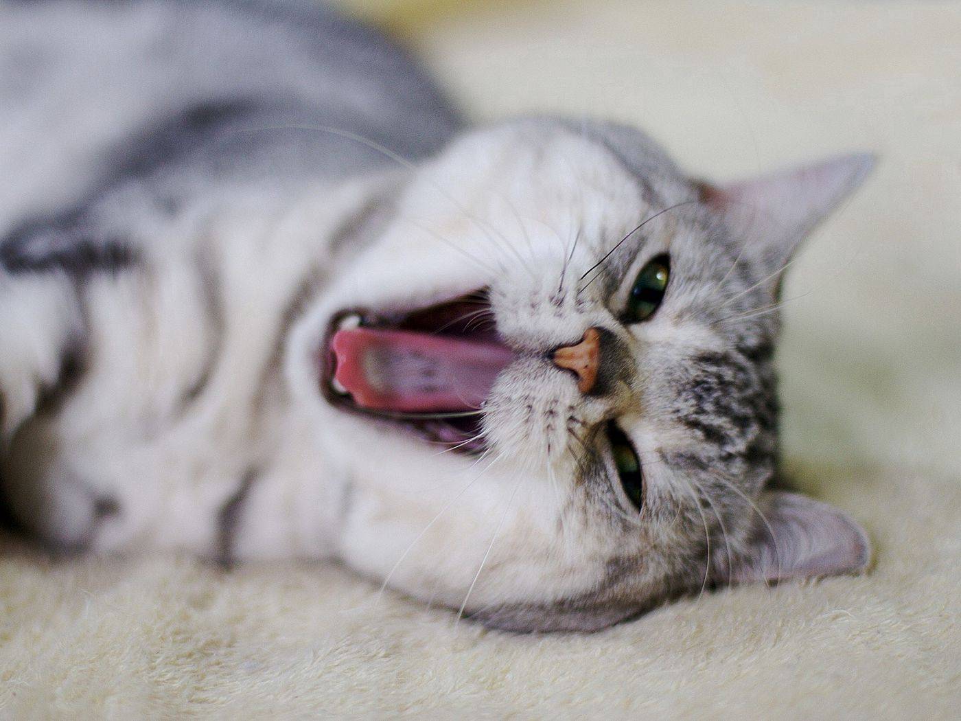 Почему кошки зевают: разбираемся в сути рефлекса bytxasochi.ru