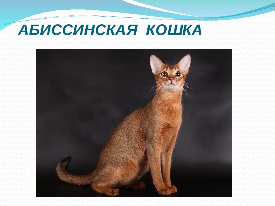 Абиссинская кошка: описание породы и характера, отзывы
