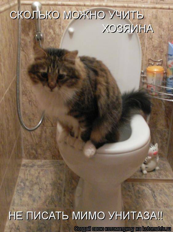 Коты смешные с надписями в туалете. Смешные котики в унитазе. Смешной кот на унитазе. Кот прикольный рисунок в туалете. Хорошо пописал