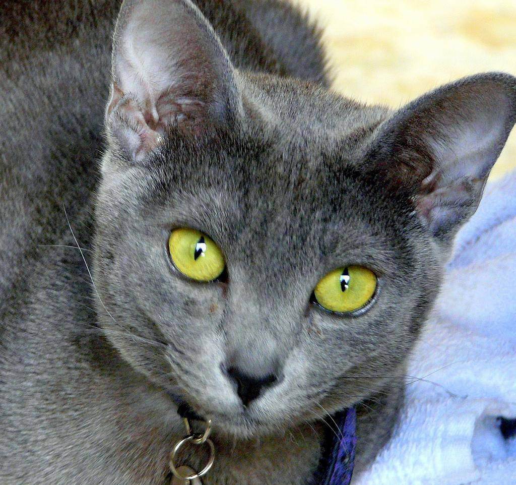 Топ 6 пород кошек с серым или голубым окрасом шерсти — названия, описание и фото — природа мира