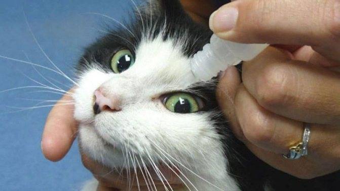 Чем промыть глаза коту в домашних условиях: обзор препаратов, особенности применения, советы ветеринаров