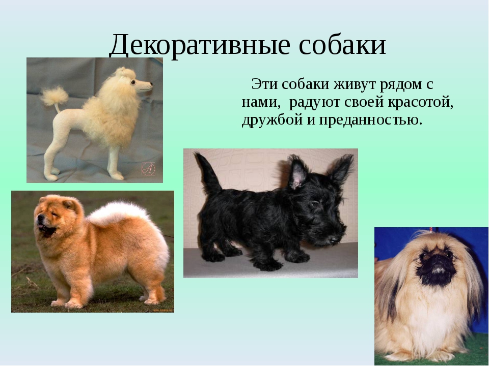 Все породы маленьких собак с фотографиями и названиями, полный список
