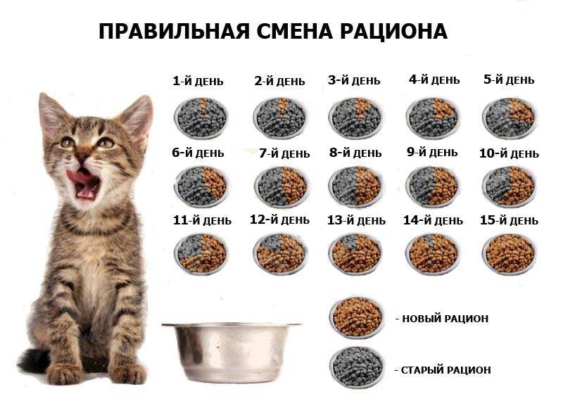 Как правильно кормить котёнка, сколько раз в день правильное составление питания