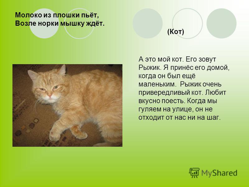 Характер и повадки рыжих котов, особенности цвета и связанные с ним приметы