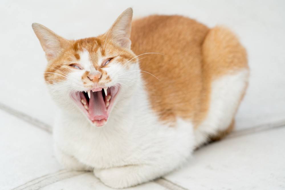 Кот орет по ночам — инструкция, что делать, если не дает спать