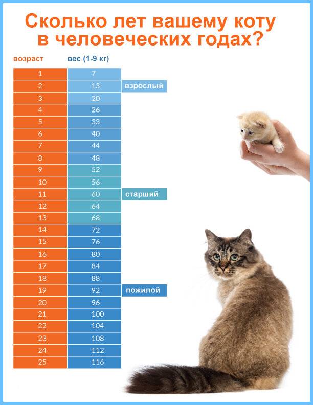 Определяем кошачий возраст по человеческим меркам, используя таблицу