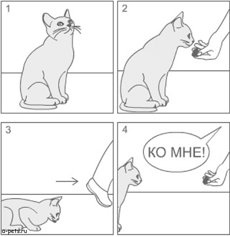 Как научить кота трюкам и командам — дрессировка кошек в домашних условиях