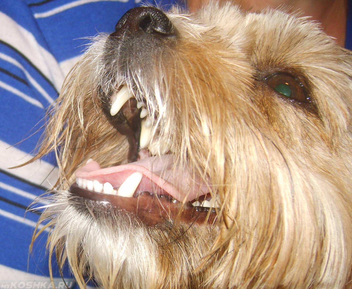 Запах изо рта у собаки: причины, как избавиться и что делать | petguru