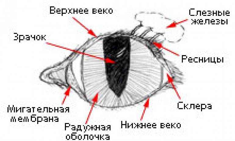 Характерные особенности человека от формы глаз