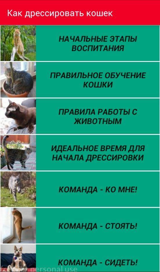 Как дрессировать кошку и кота?
