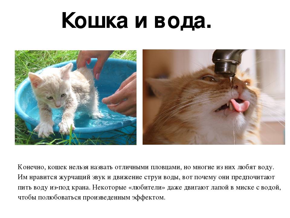 Почему кошки и коты боятся воды
почему кошки и коты боятся воды