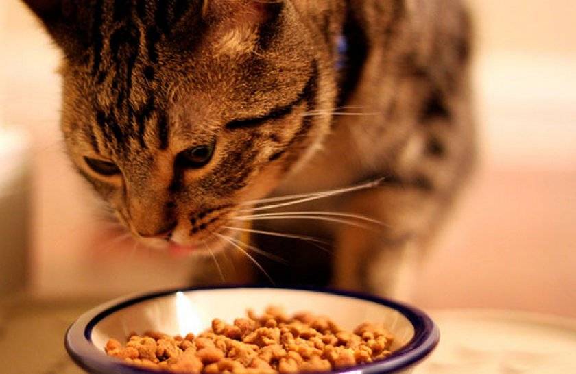 Почему кошку вырвало сухим кормом: описание возможных причин и что делать