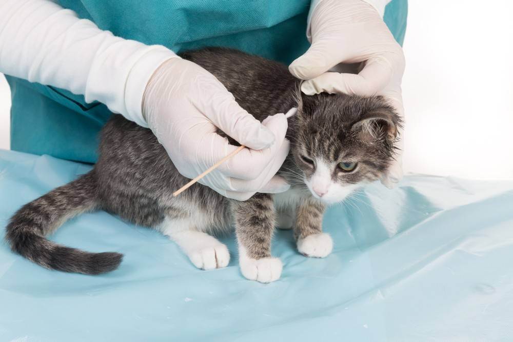 Ушной клещ у кошек: симптомы, чем лечить в домашних условиях, фото