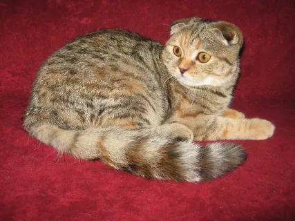 Шотландская кошка золотого окраса (14 фото): особенности окраса, характеристика породы, особенности ухода за взрослыми кошками и котятами