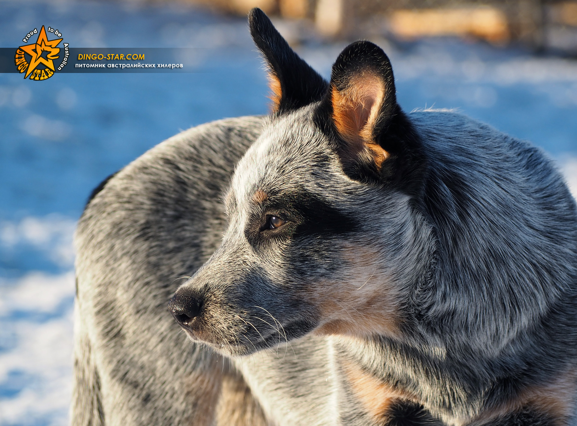 Описание породы австралийская пастушья собака или австралийский хилер