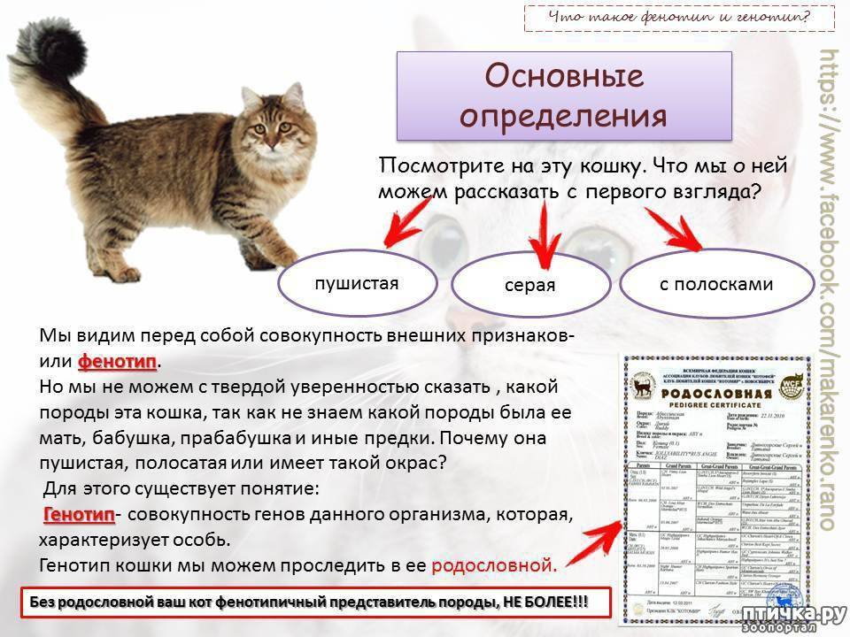 Как установить породу кошки: основные критерии определения - все о породах кошек с описанием, фотографиями и названиями.все о породах кошек с описанием, фотографиями и названиями.