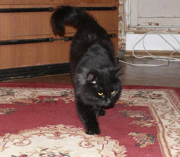 Черная кошка в доме - хорошо это или плохо: народные приметы
